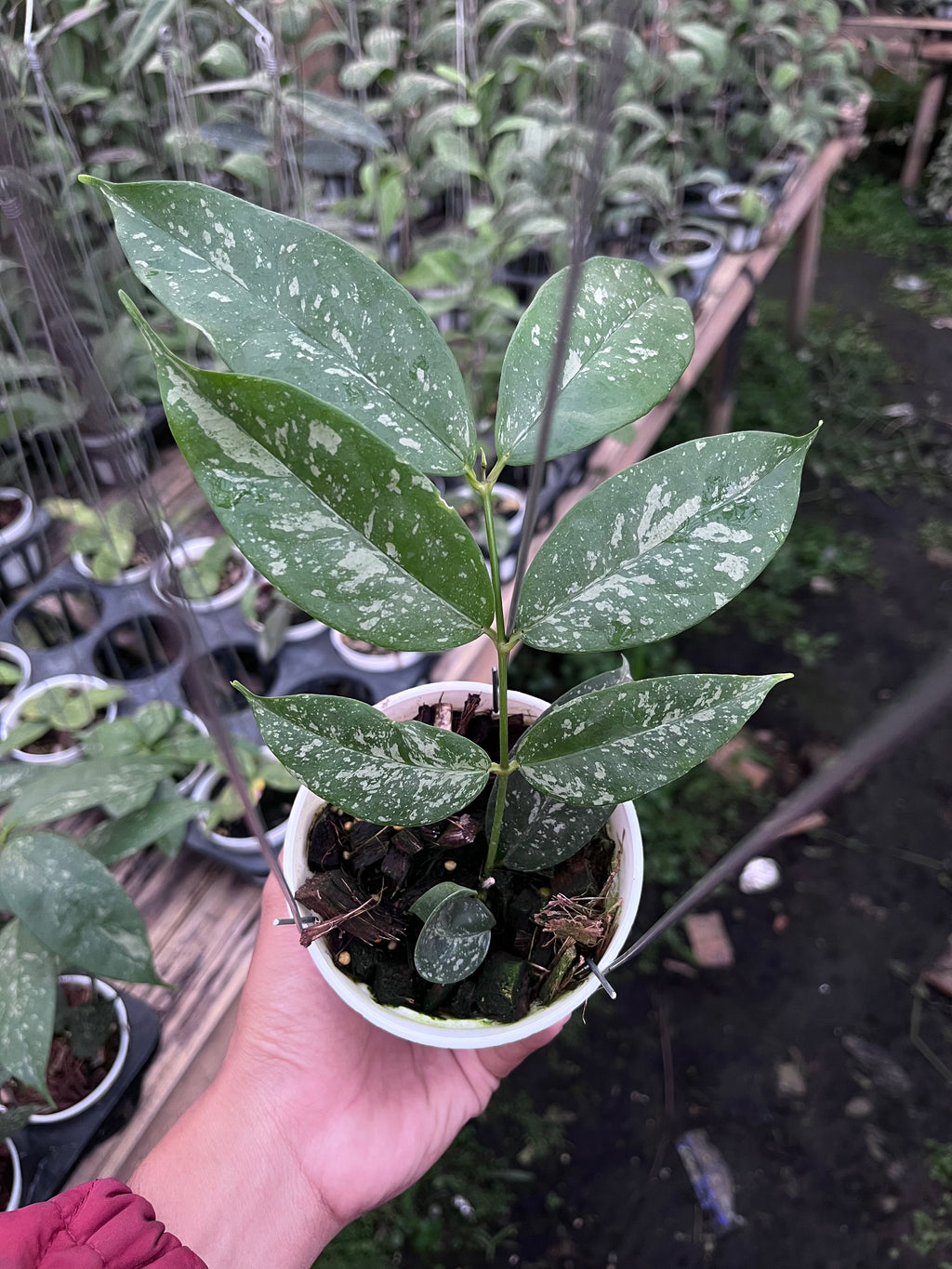 Hoya Campanulata Splash
