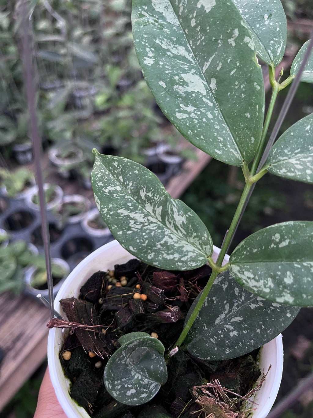 Hoya Campanulata Splash