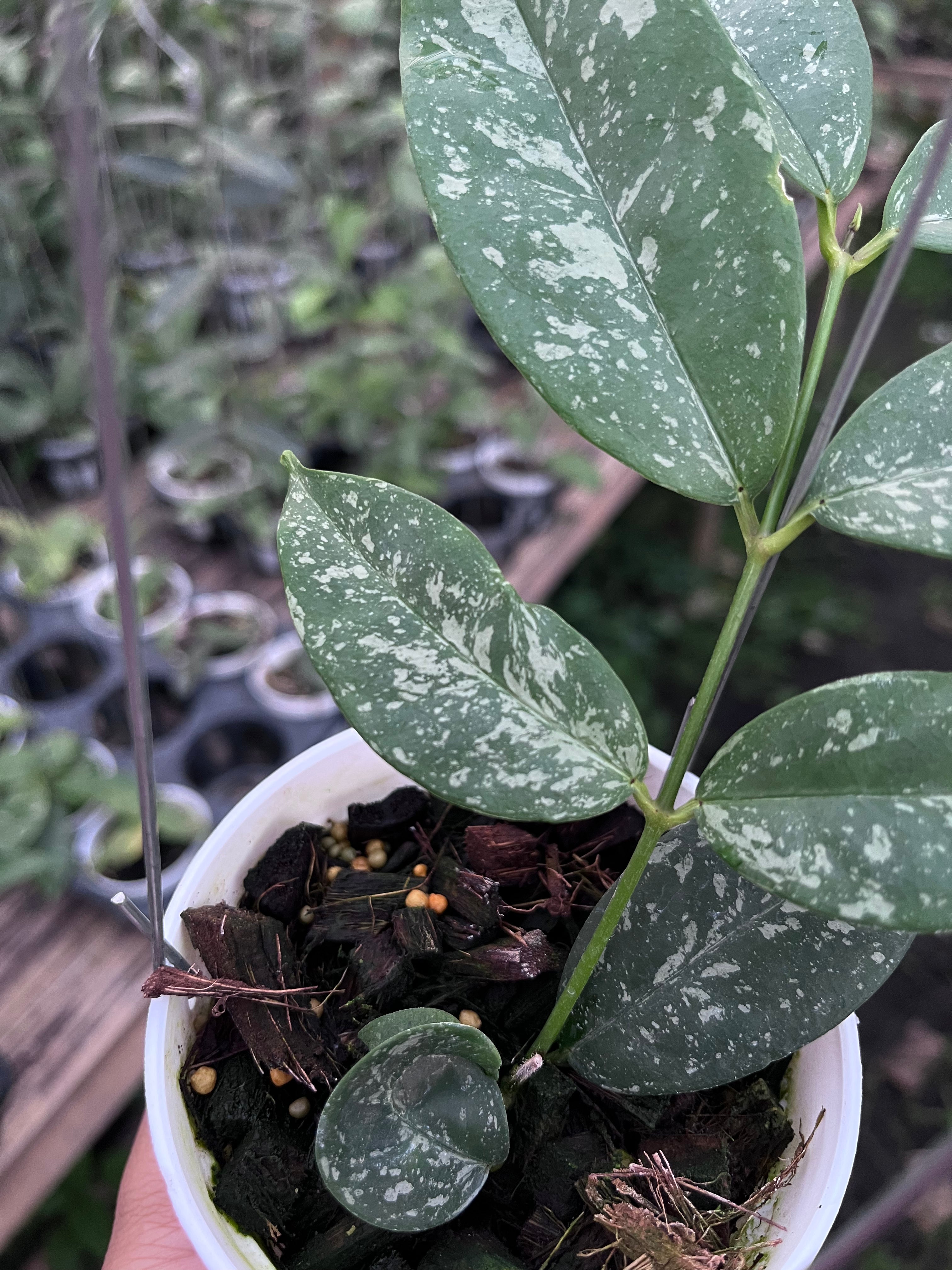 Hoya Campanulata Splash
