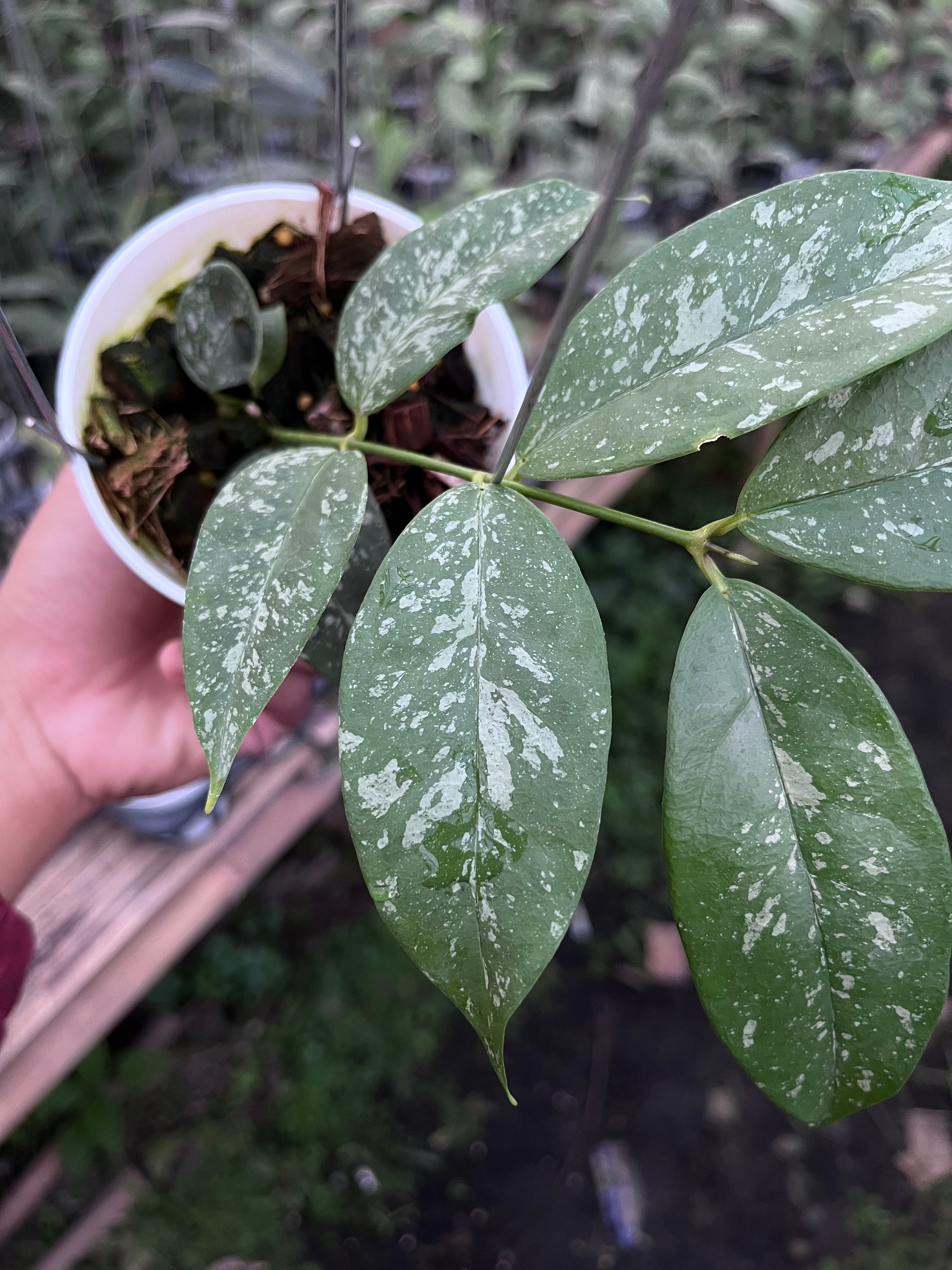 Hoya Campanulata Splash
