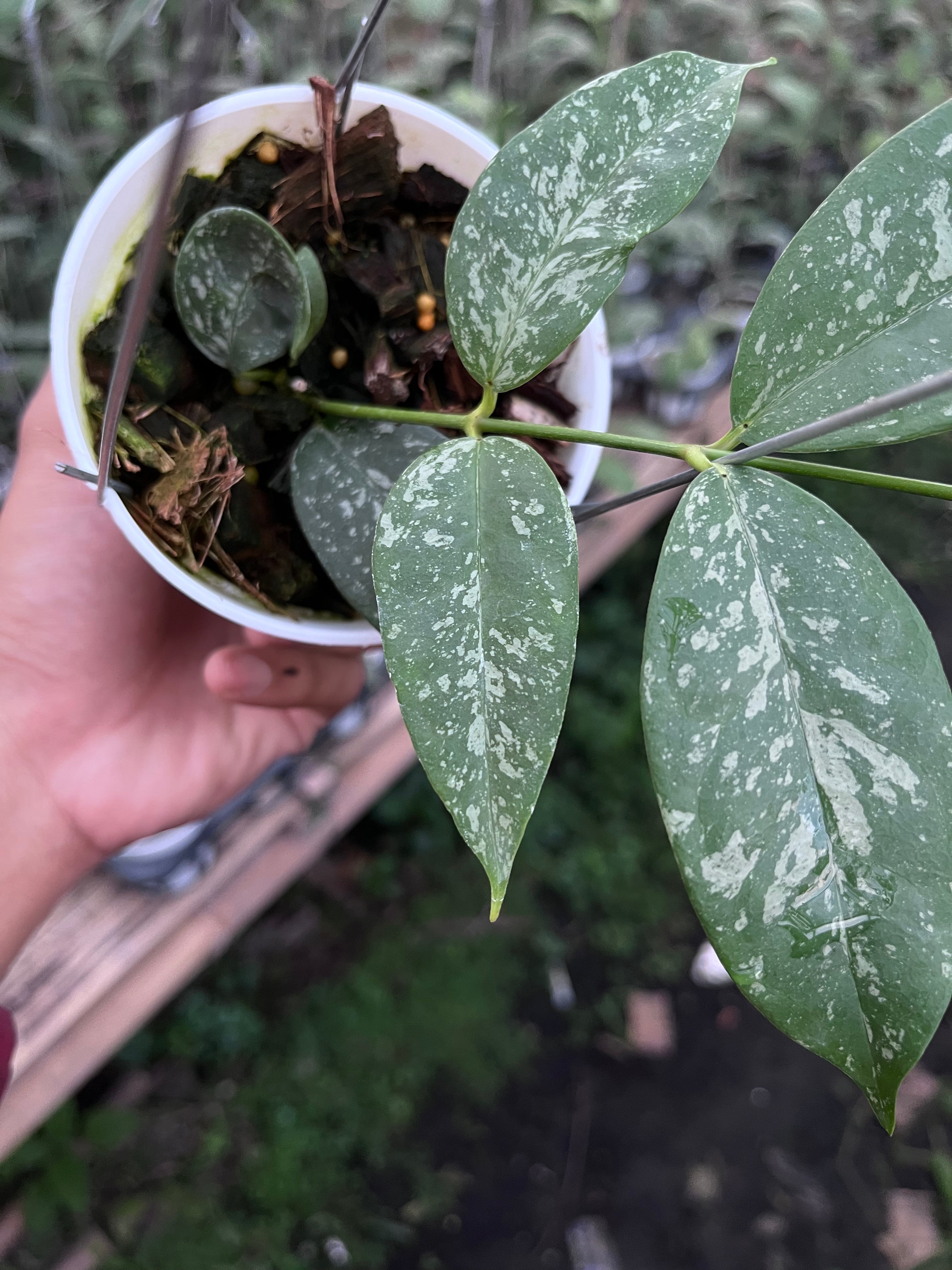 Hoya Campanulata Splash