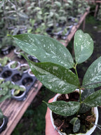 Hoya Campanulata Splash
