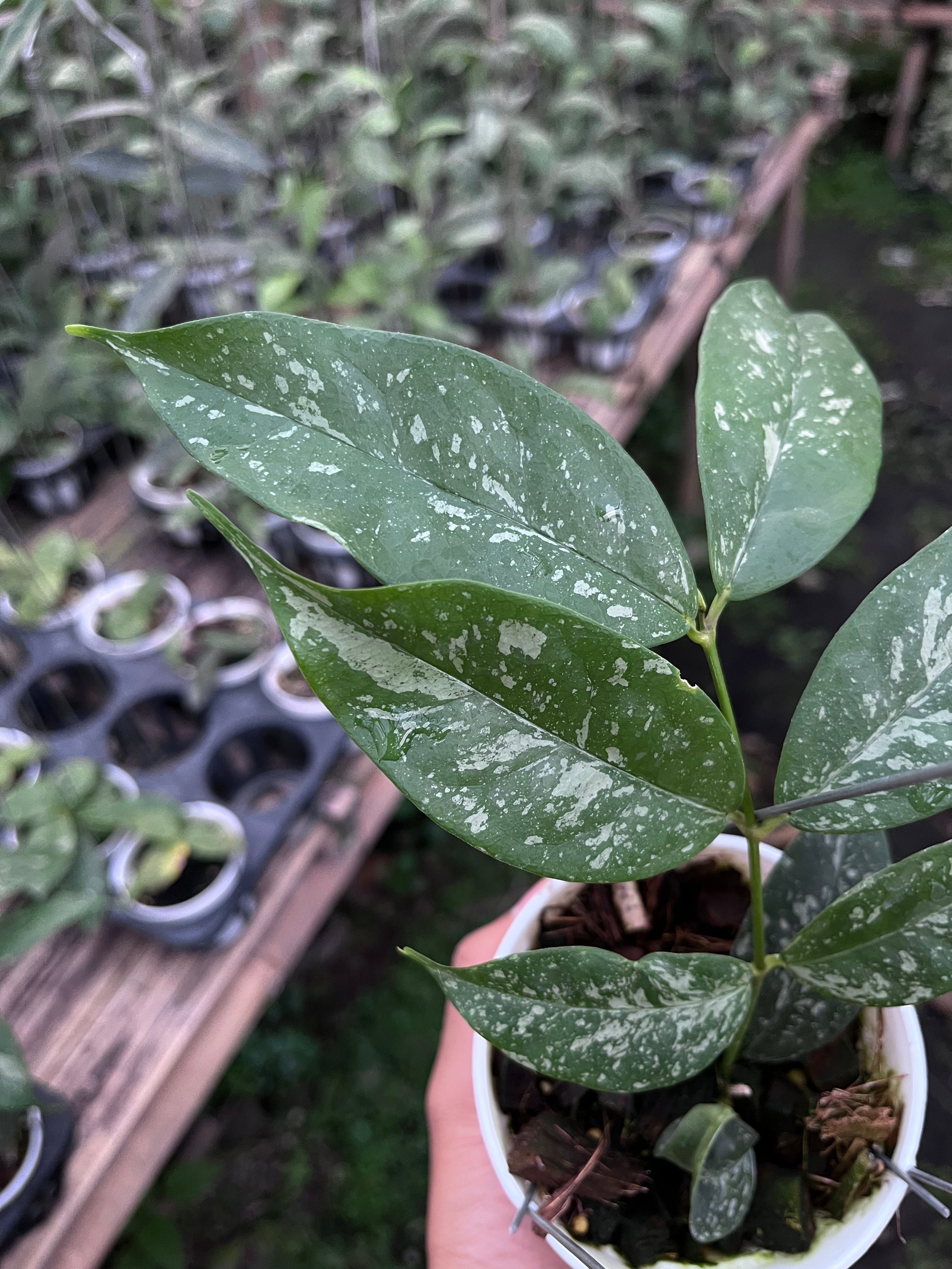 Hoya Campanulata Splash