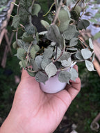 Hoya Curtisi Silver