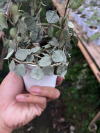 Hoya Curtisi Silver