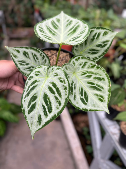 Anthurium Silver Chrome Medium