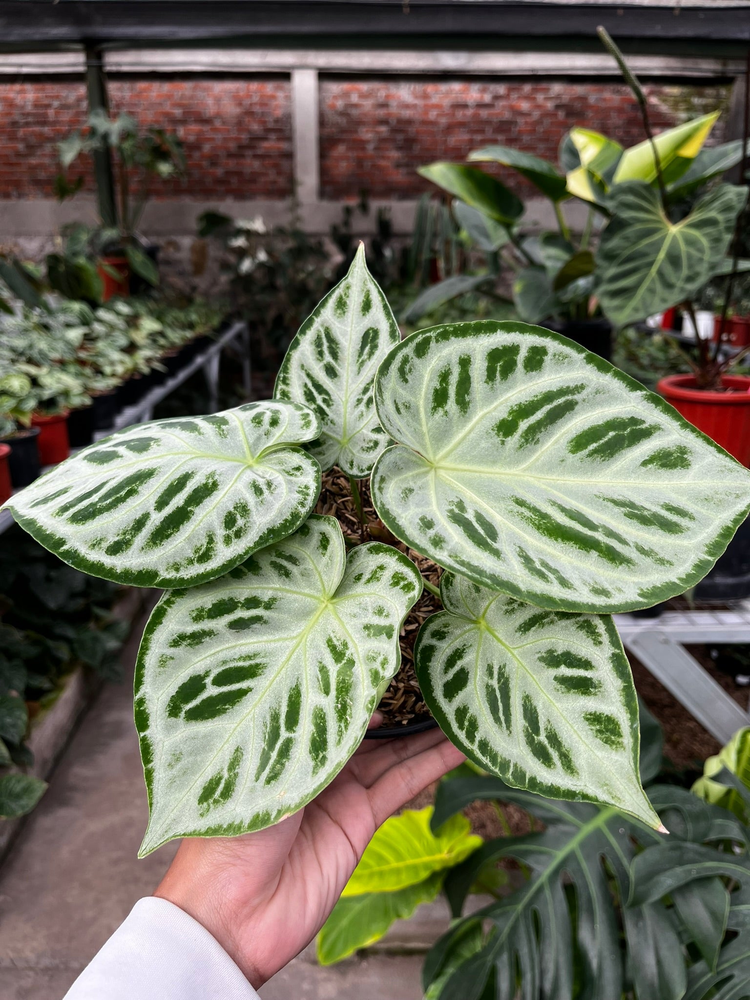 Anthurium Silver Chrome Medium