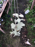 Hoya Nummularioides Silver