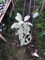 Hoya Nummularioides Silver