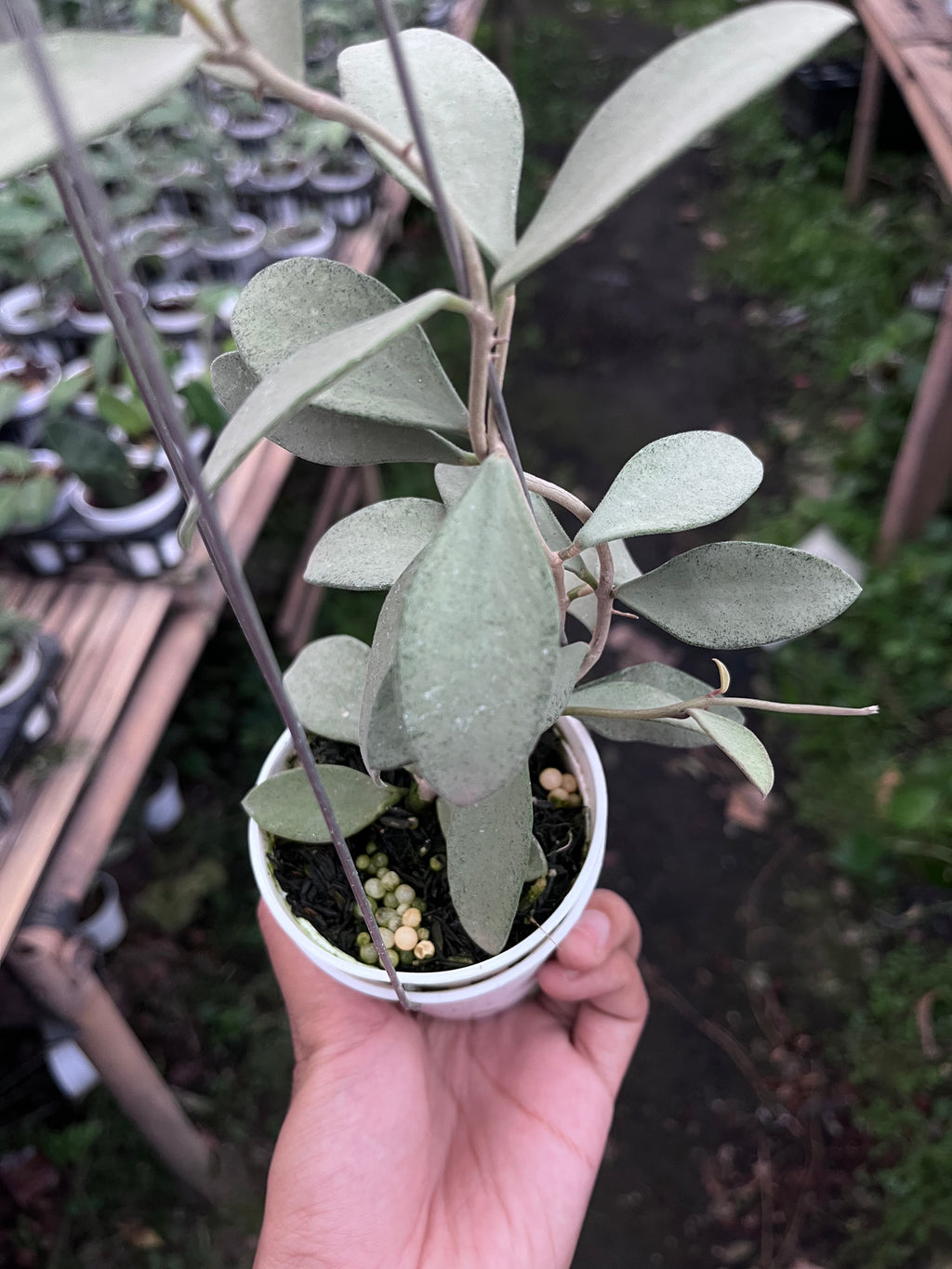 Hoya Nummularioides Silver