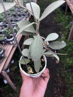 Hoya Nummularioides Silver