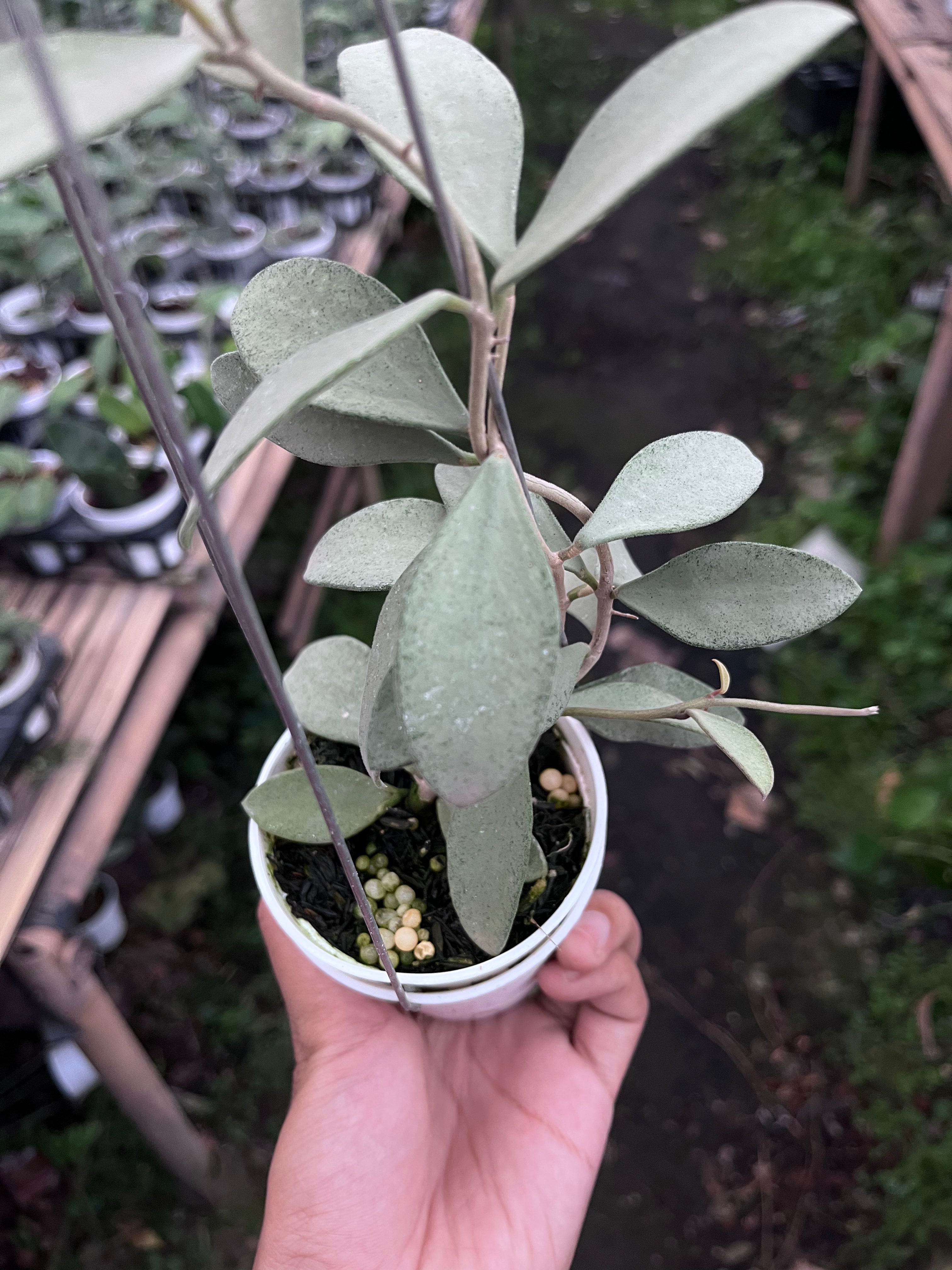 Hoya Nummularioides Silver