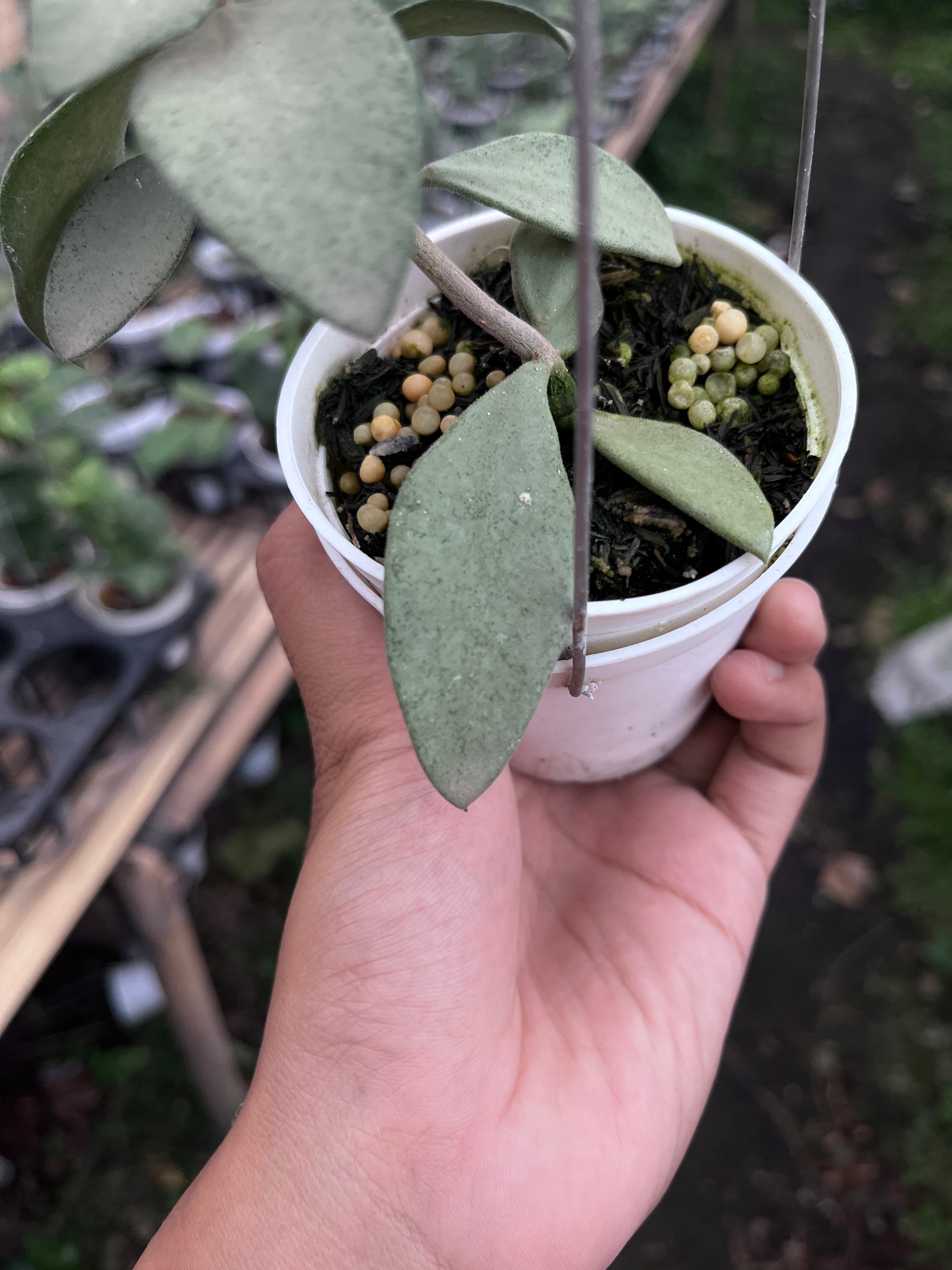 Hoya Nummularioides Silver