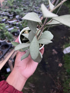 Hoya Nummularioides Silver