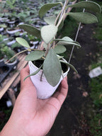 Hoya Nummularioides Silver