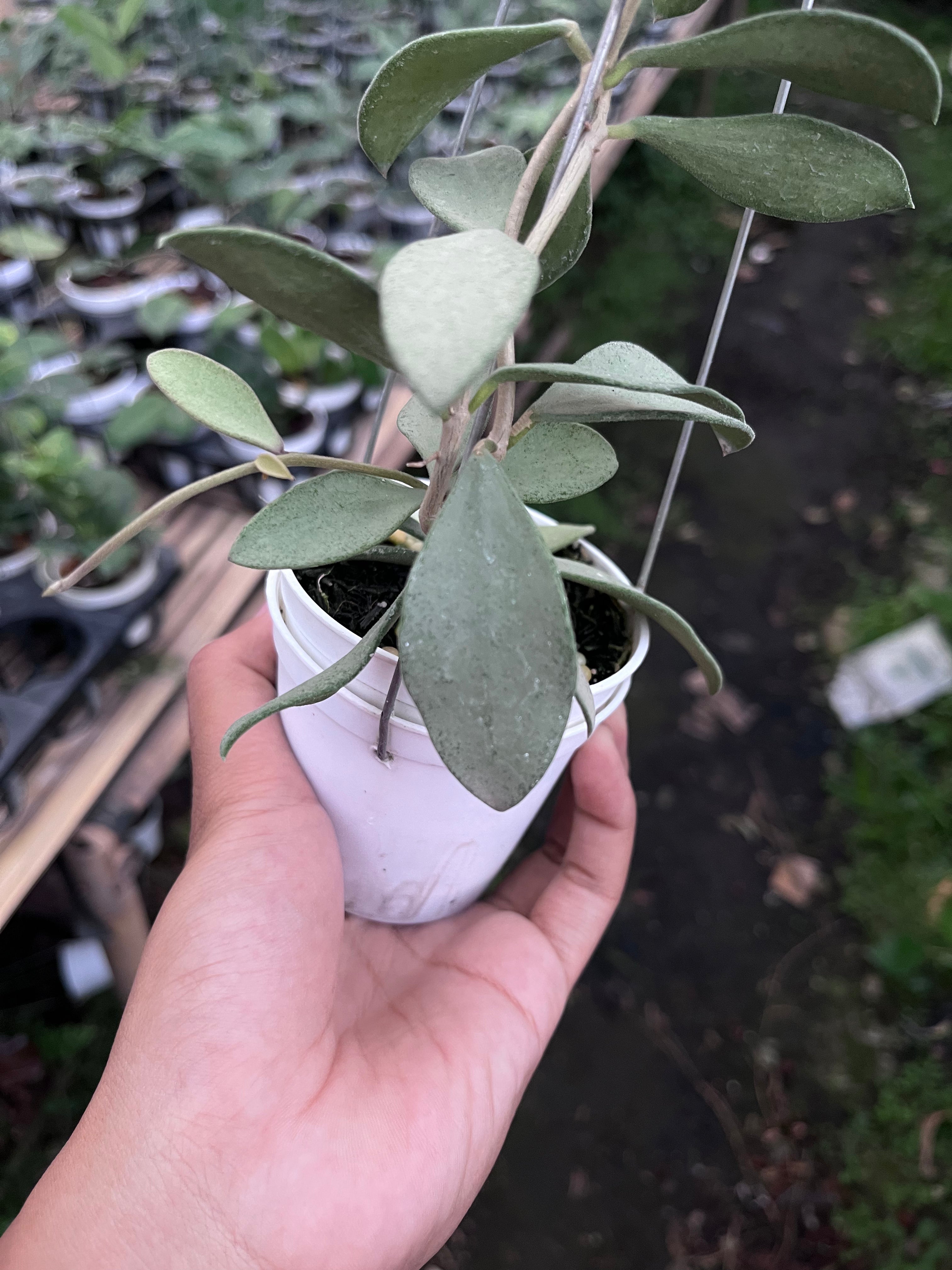 Hoya Nummularioides Silver