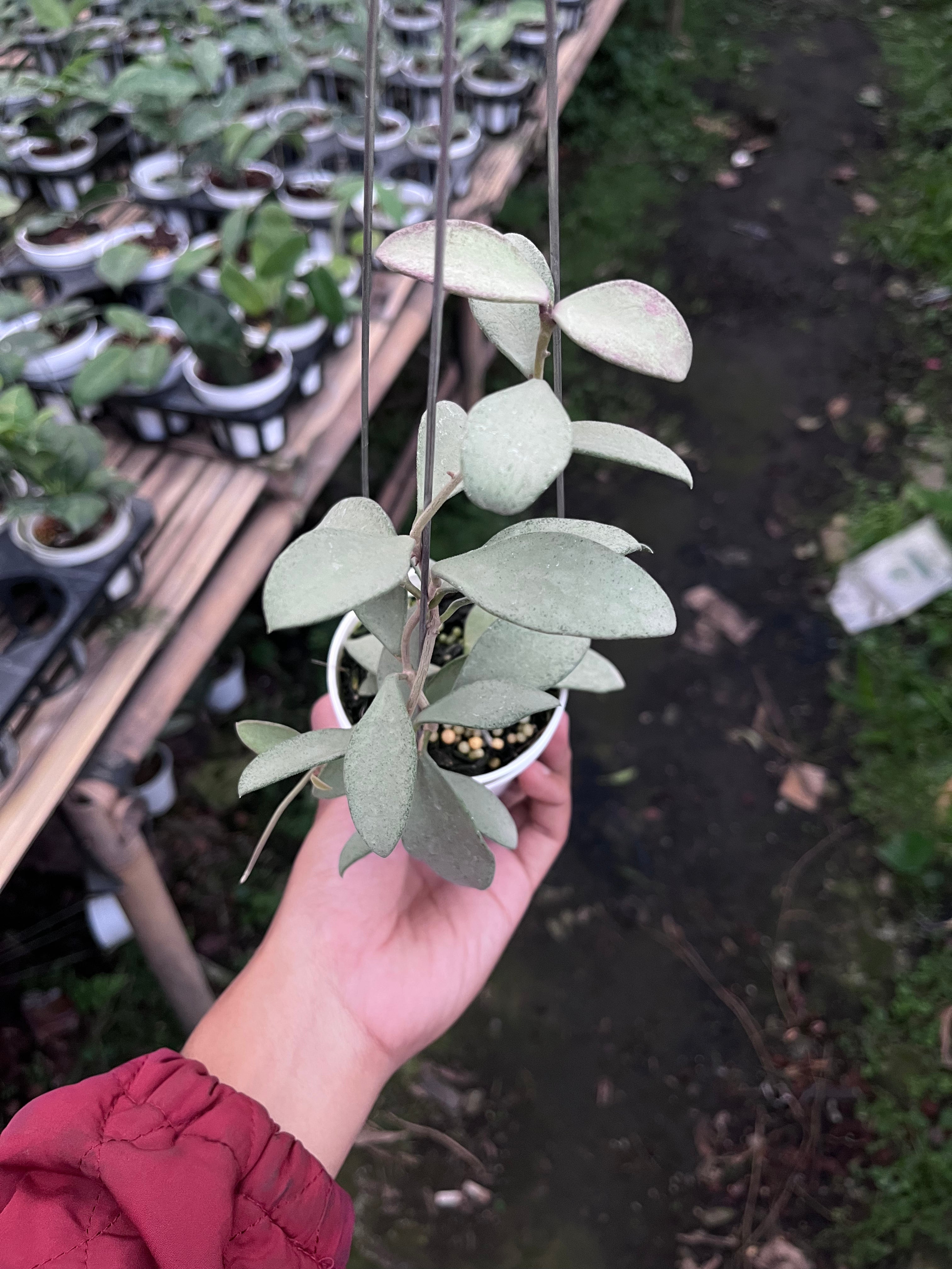 Hoya Nummularioides Silver