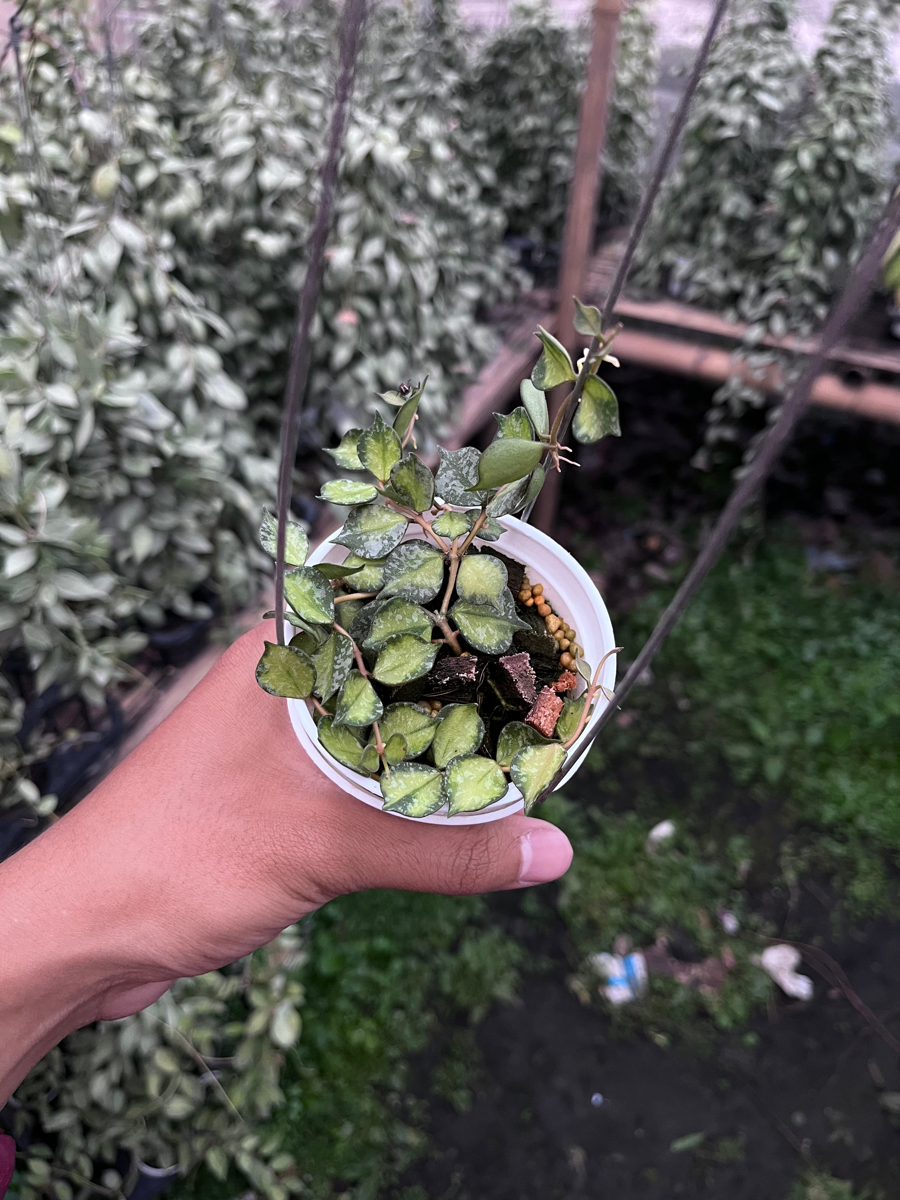 Hoya Curtisi Inner Variegated