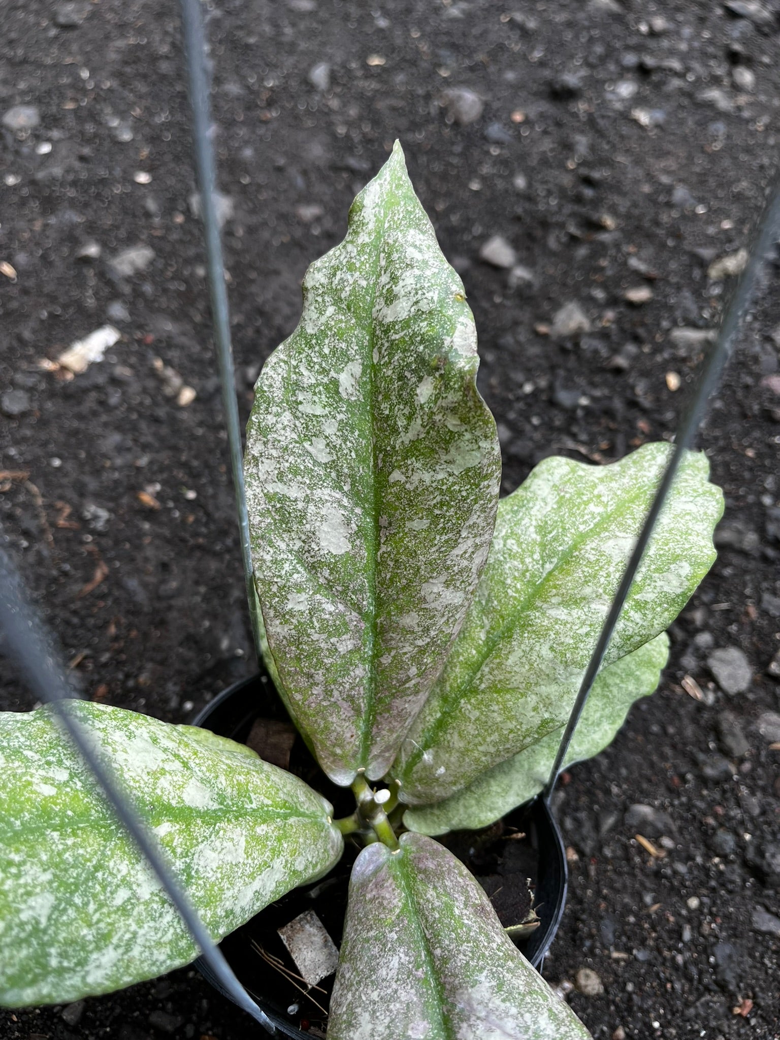 Hoya Mitrata Silver
