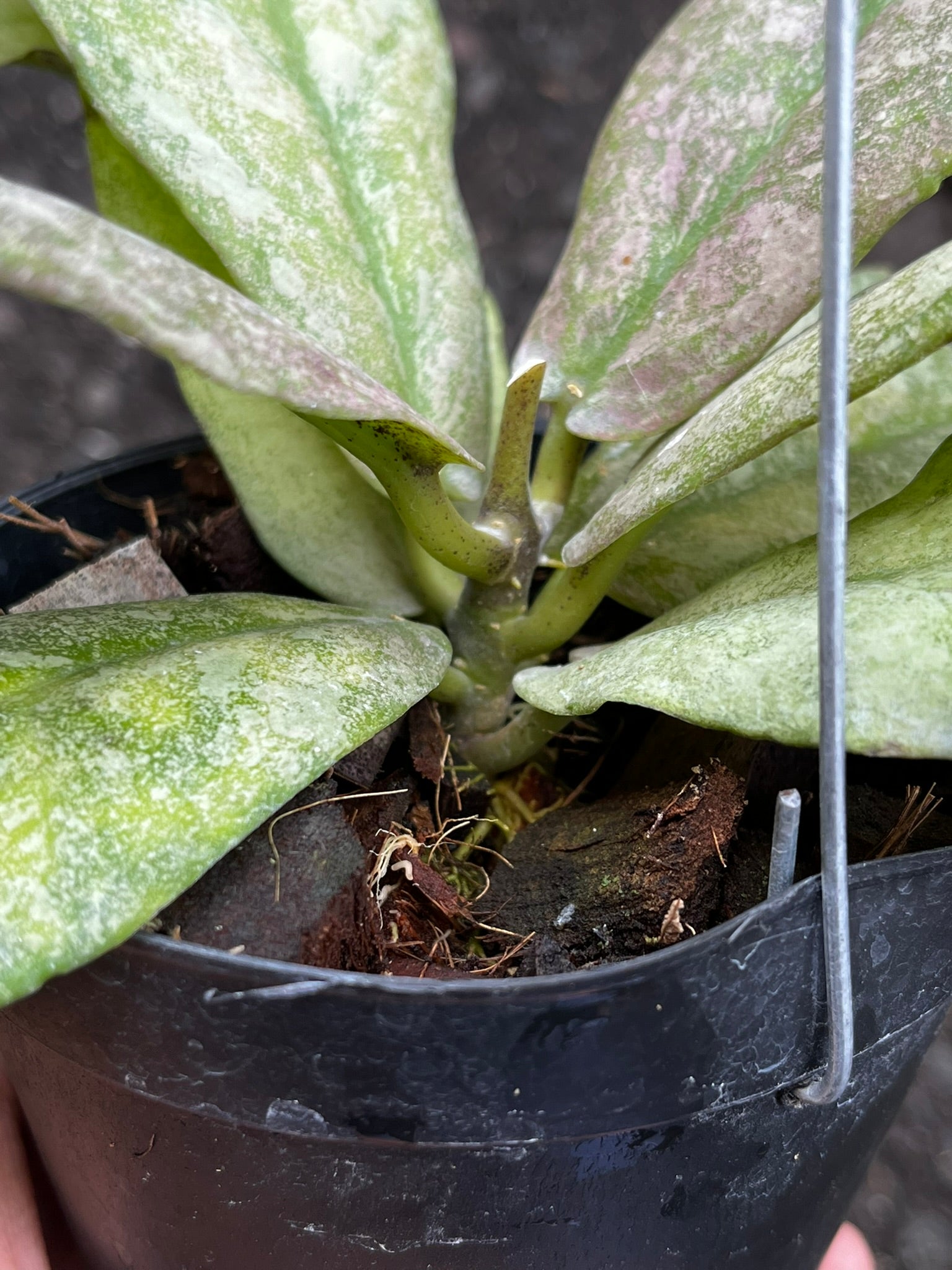 Hoya Mitrata Silver