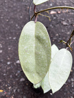 Hoya Silver Dollar