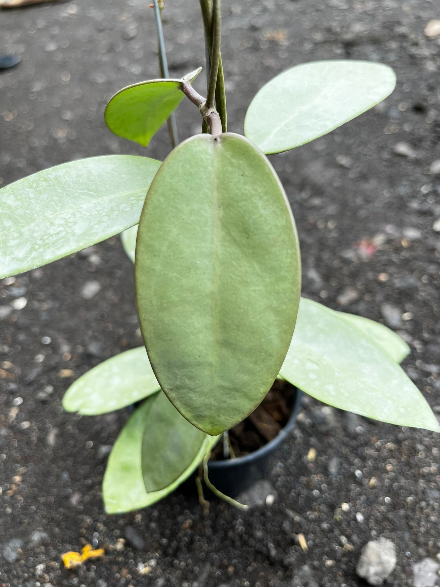 Hoya Silver Dollar