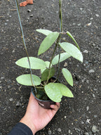 Hoya Silver Dollar