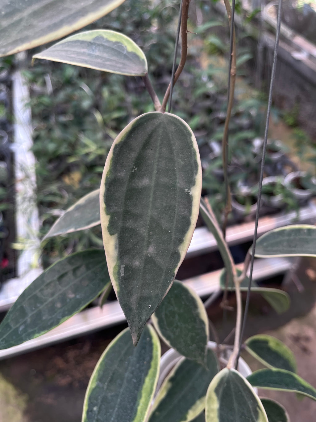 Hoya Latifolia Albo