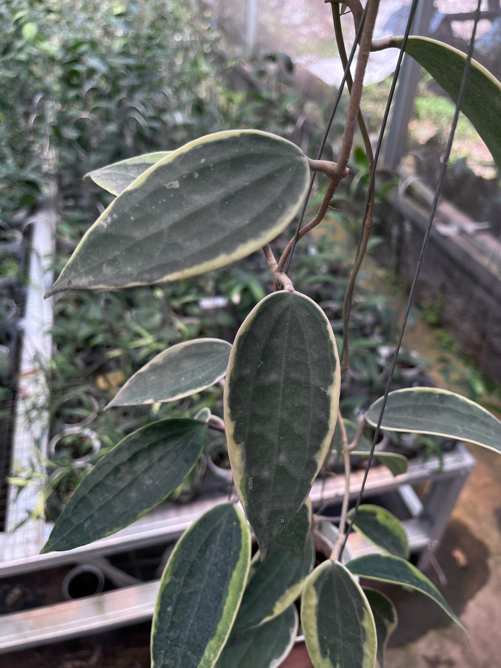 Hoya Latifolia Albo