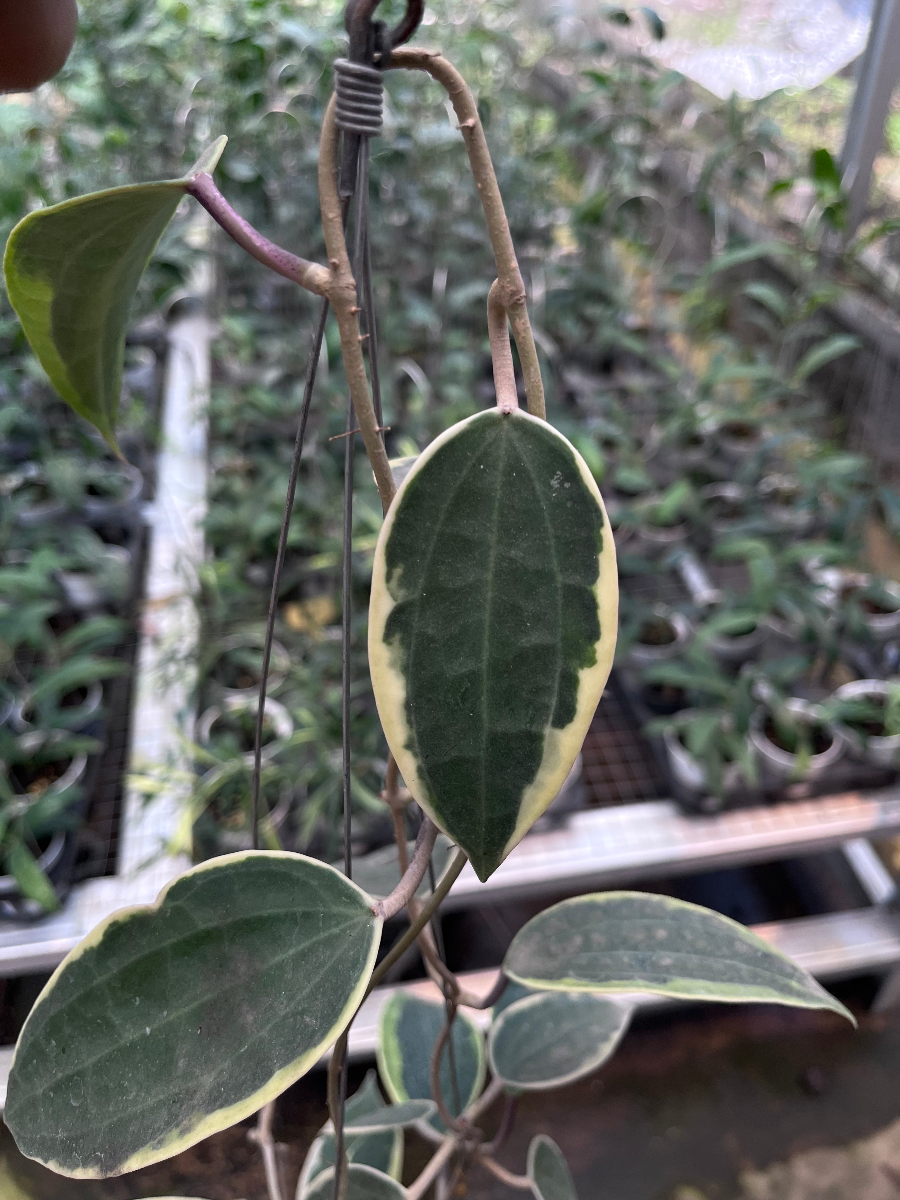 Hoya Latifolia Albo