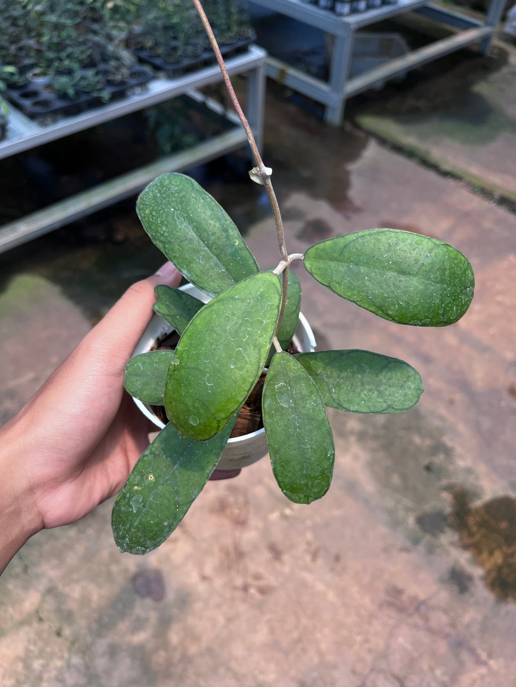 Hoya Deykeae Mutia