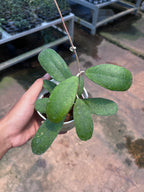Hoya Deykeae Mutia