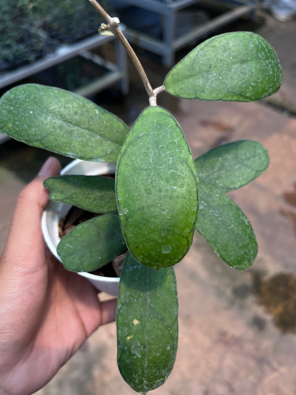 Hoya Deykeae Mutia