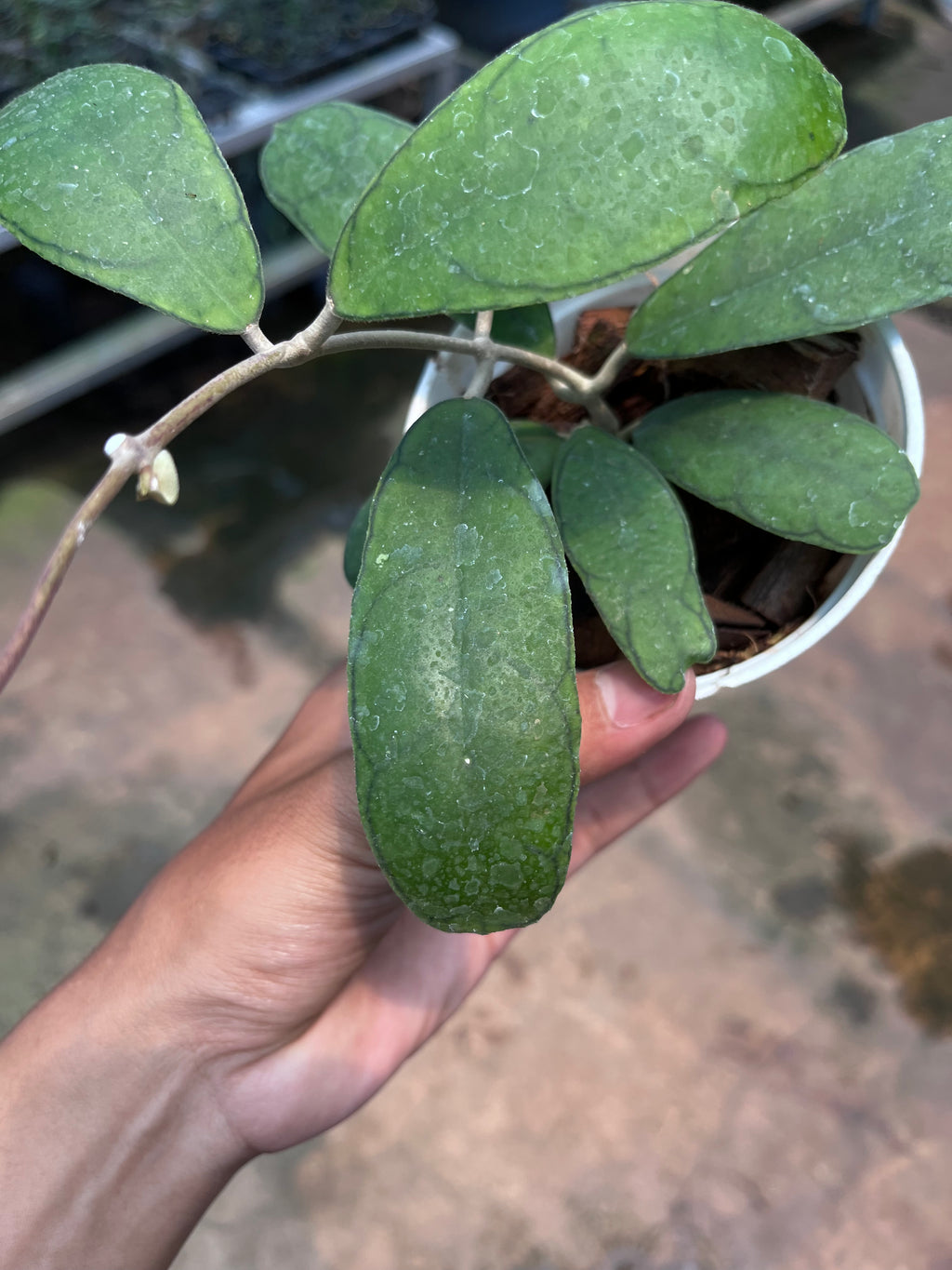 Hoya Deykeae Mutia