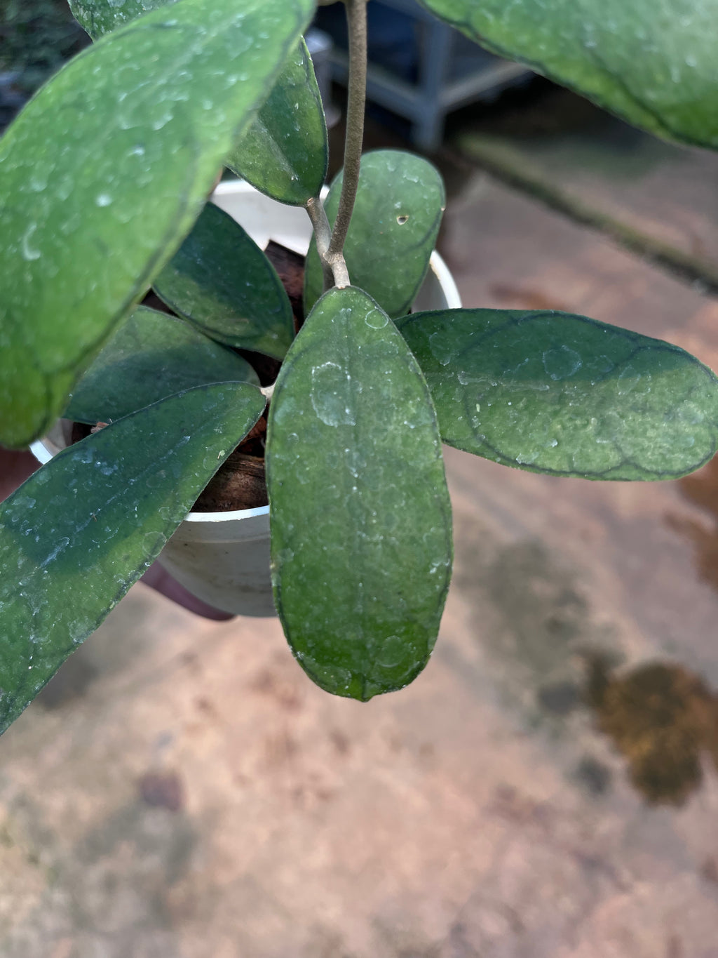 Hoya Deykeae Mutia