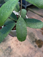 Hoya Deykeae Mutia