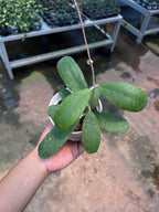 Hoya Deykeae Mutia