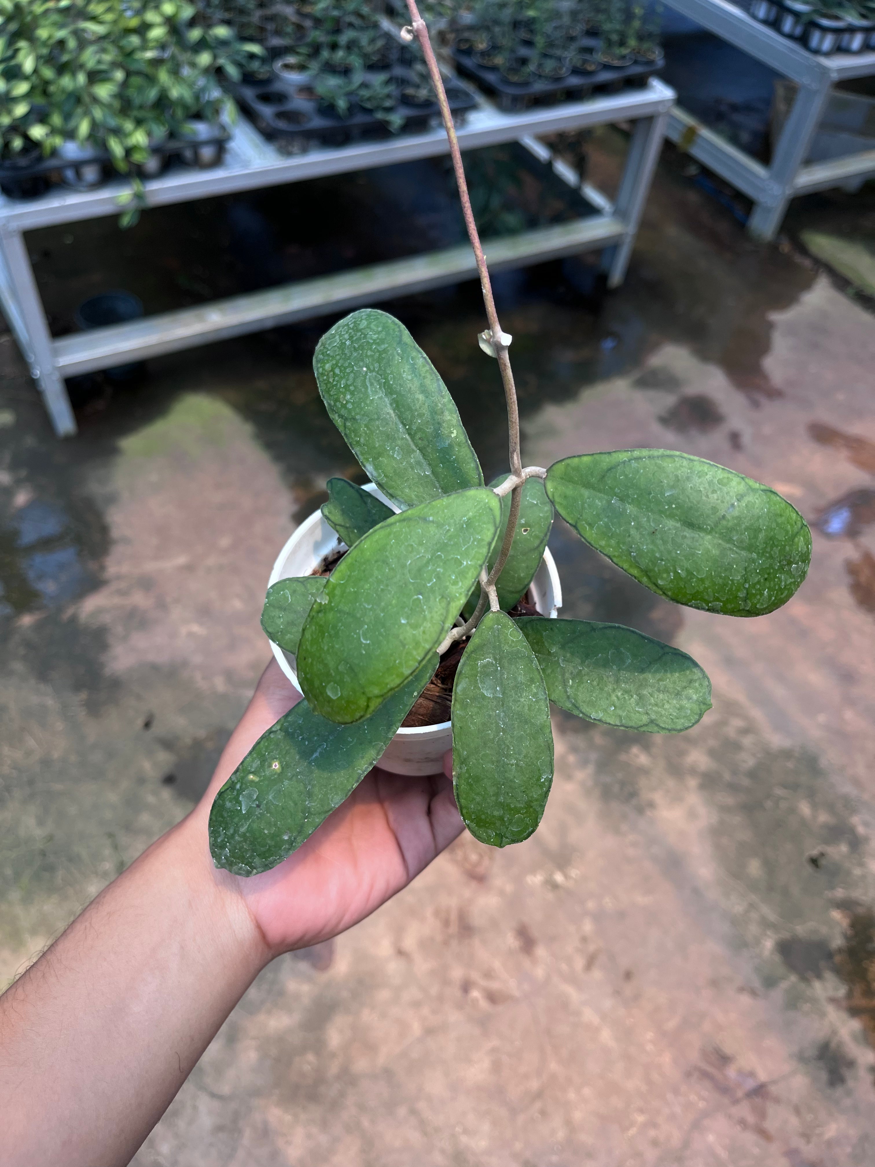 Hoya Deykeae Mutia