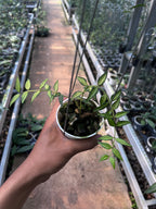 Hoya Bella Inner Variegated