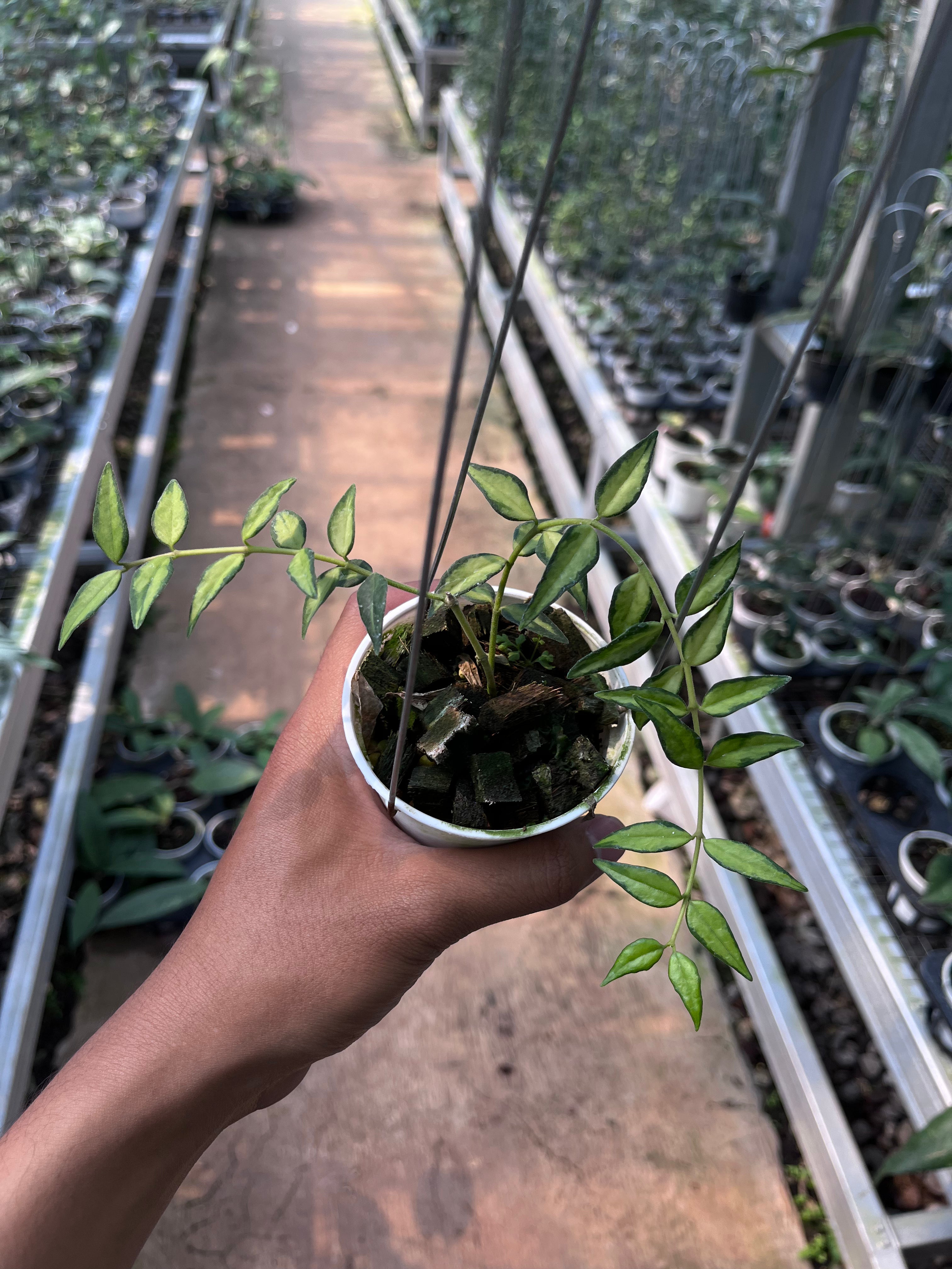 Hoya Bella Inner Variegated