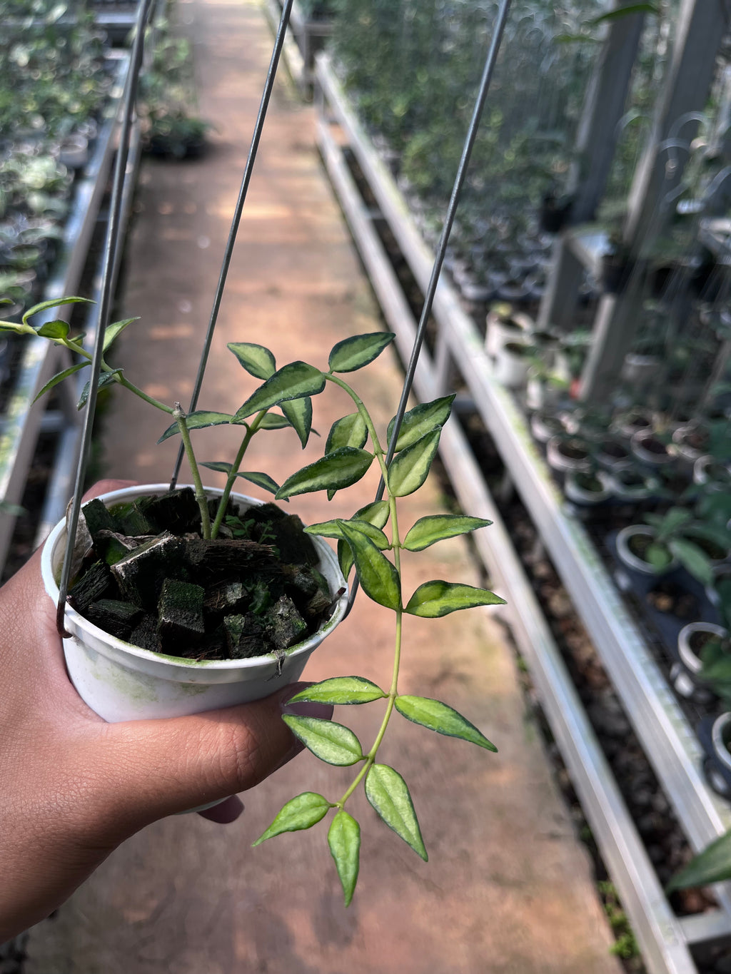 Hoya Bella Inner Variegated