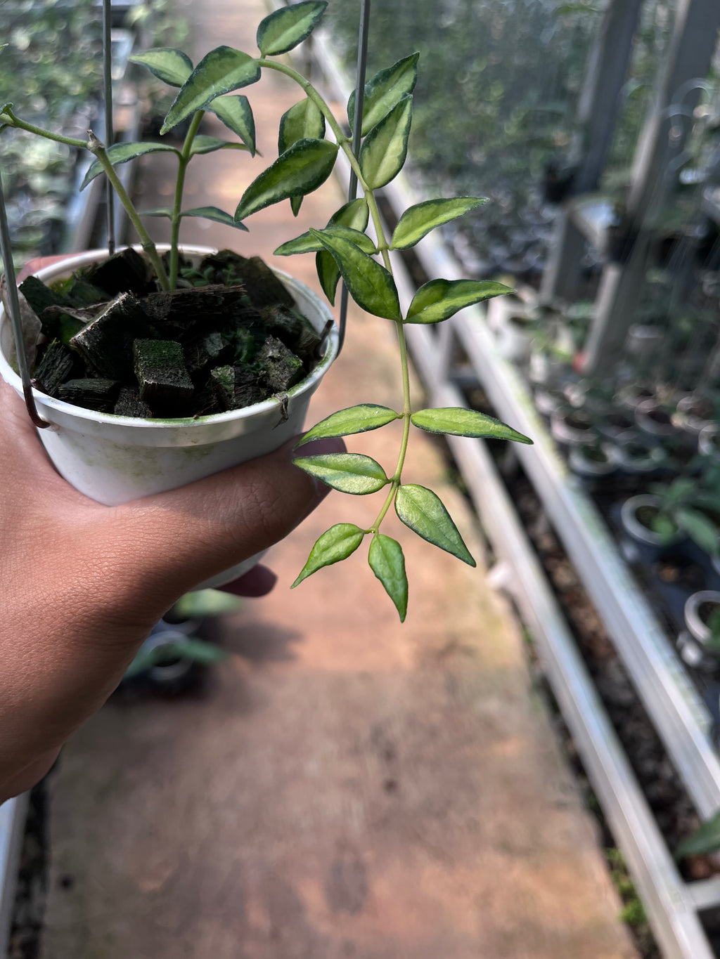 Hoya Bella Inner Variegated