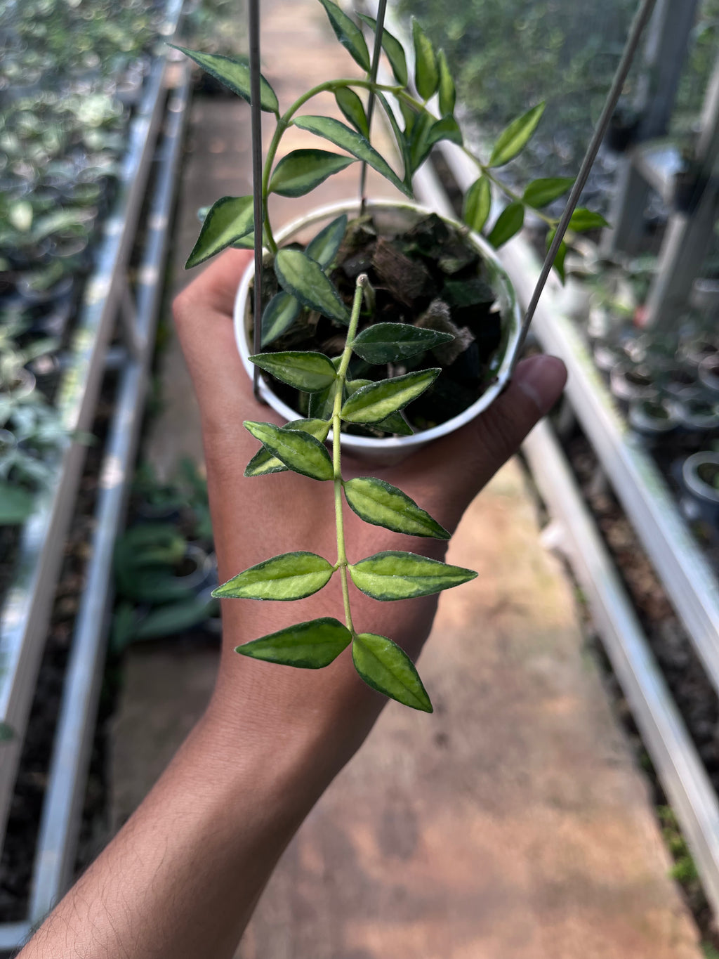 Hoya Bella Inner Variegated