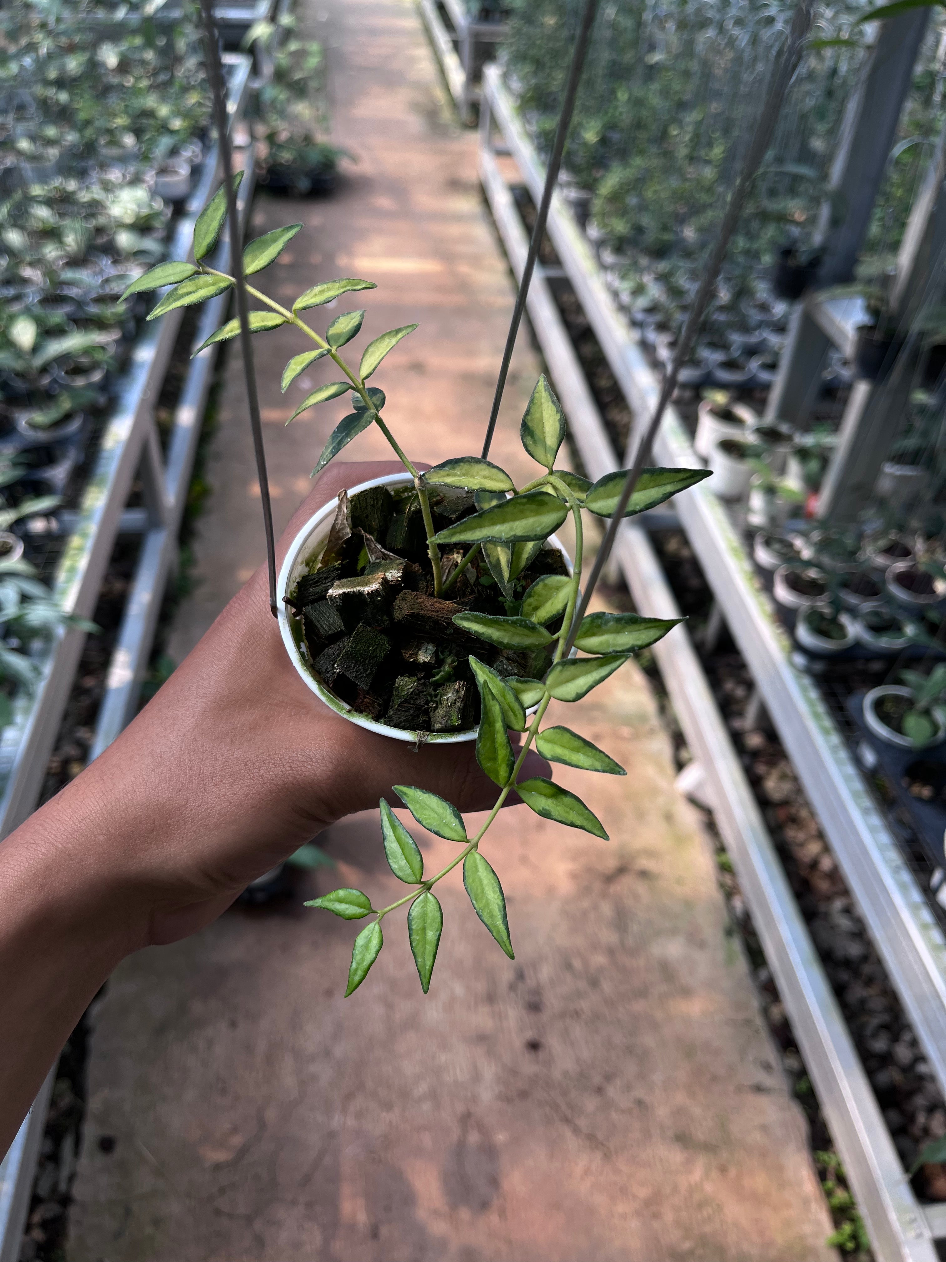 Hoya Bella Inner Variegated