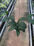 Hoya Sp Tanggamush