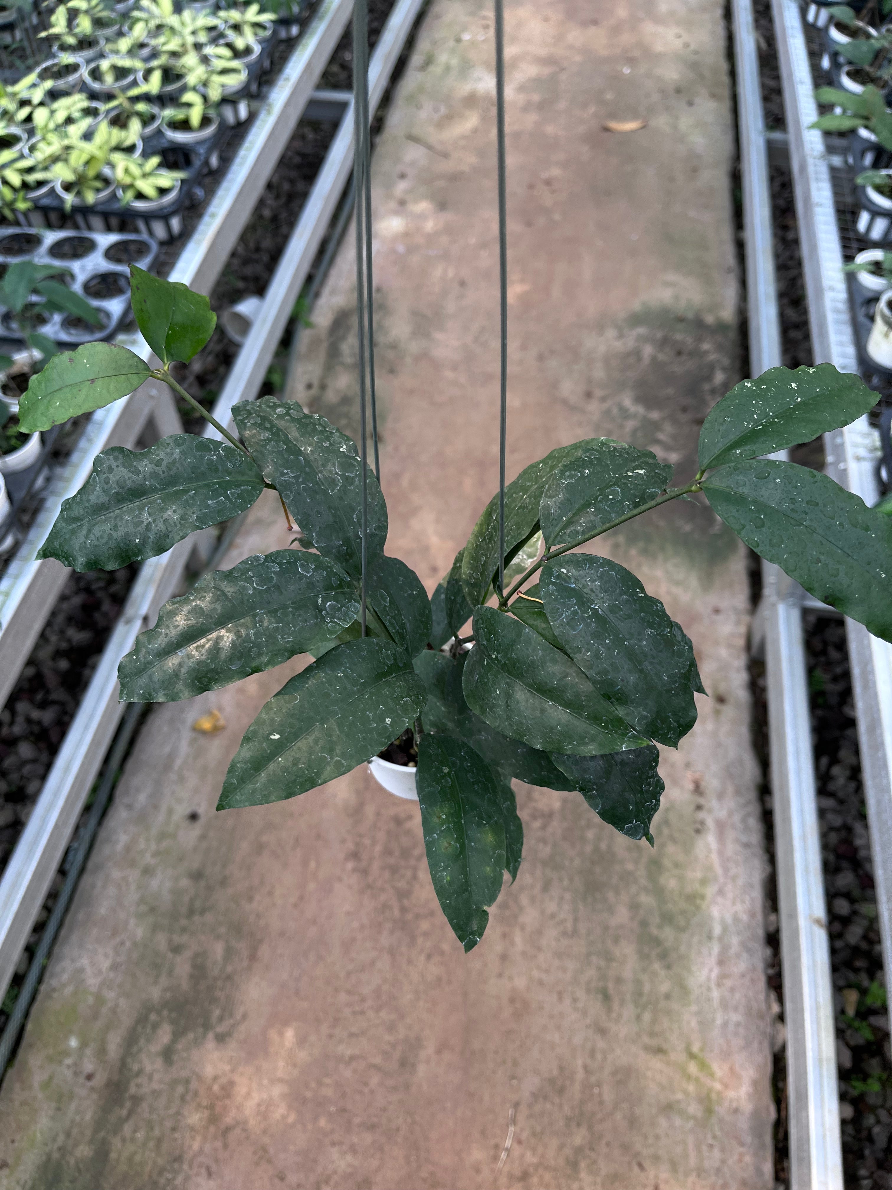 Hoya Sp Tanggamush