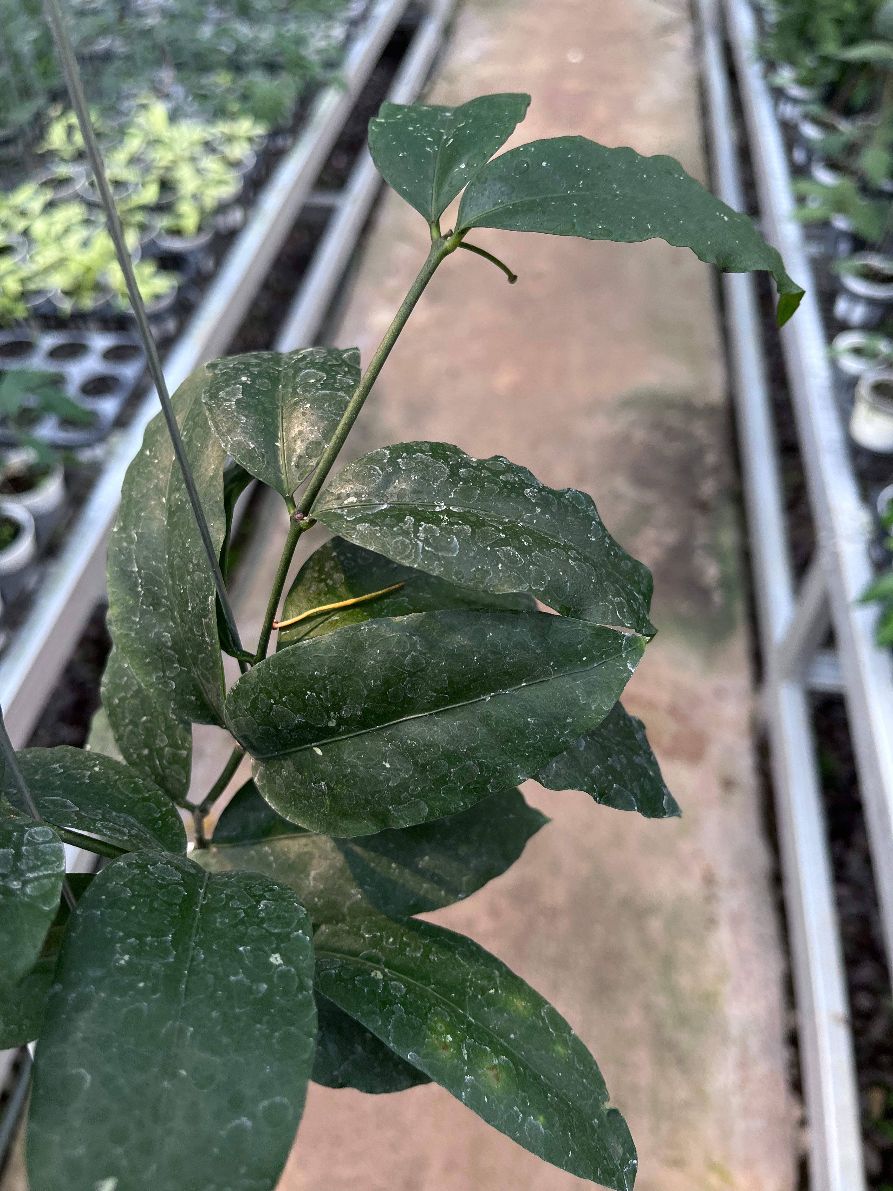 Hoya Sp Tanggamush