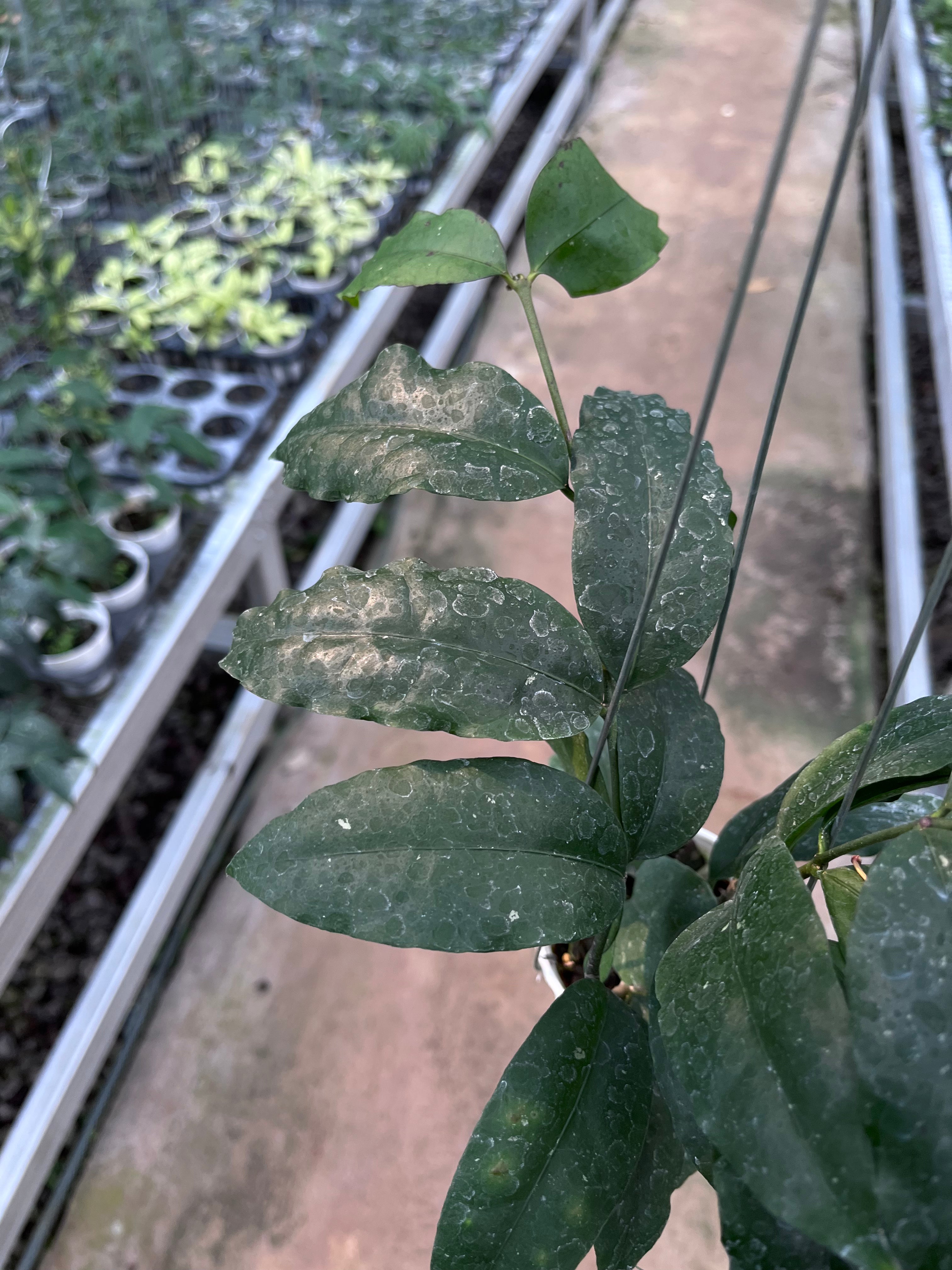Hoya Sp Tanggamush