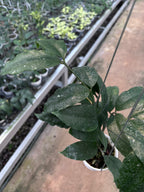 Hoya Sp Tanggamush