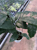 Hoya Sp Tanggamush